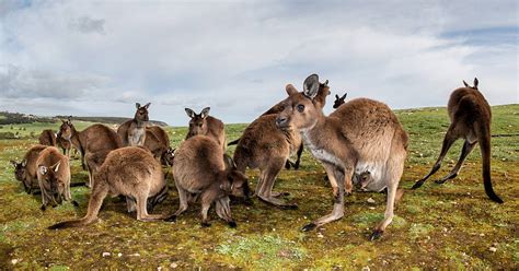 Australia Kangaroo Island Evaneos