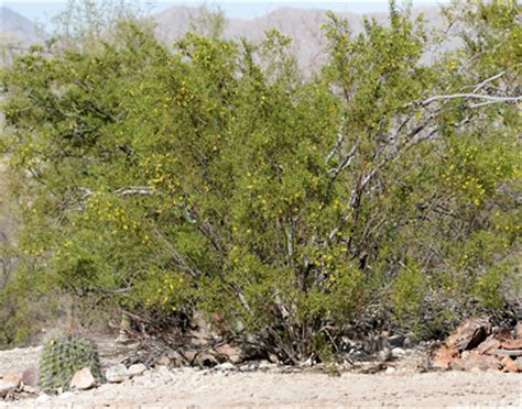 Larrea Tridentata Creosote Bush Creosotebush Southeastern Arizona