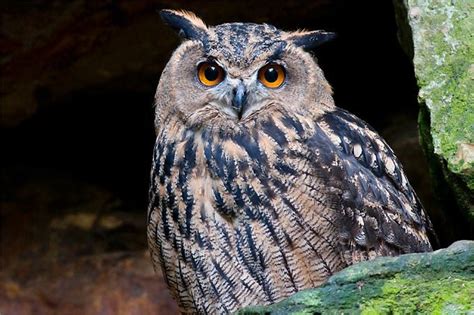 The Owl Wiki 𖣘therian • Amino𖣘 Amino