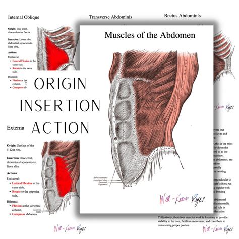 Rectus Abdominis Muscle Origin And Insertion