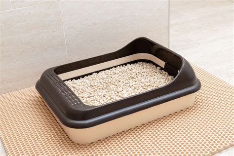 Best Sifting Litter Box For Pine Pellets Top 9 Choices Happywhisker