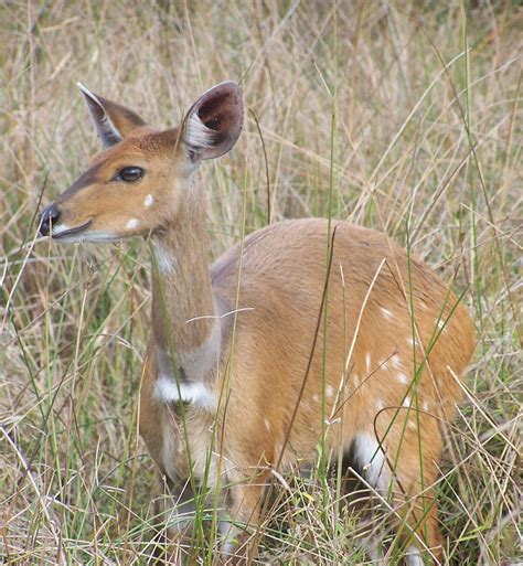 Africa Is Blessed With Innumerable Antelope Species This Small Female