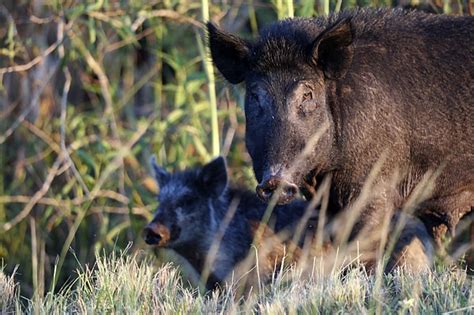 Alabama Hunters Take Aim At Feral Pigs During The Night Chattanooga