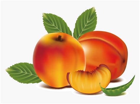 Peach Clipart Apricot Peach Fruits Art Clip Hd Png Download Kindpng