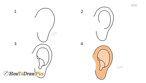How To Draw An Ear In Step By Step