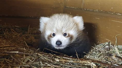 V Berlínskej Zoo Sa Narodila Vzácna Panda červená Svet Sme