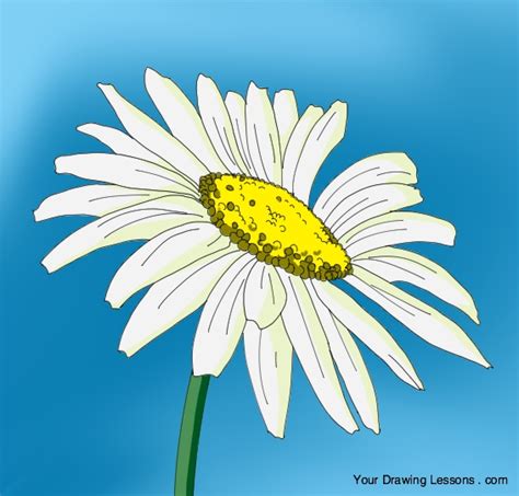 They grow wild in meadows and fields and give a grassy field a cheerful feel. How To Draw A Daisy - Your Drawing Lessons