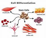 Pictures of Where Can Stem Cells Be Found