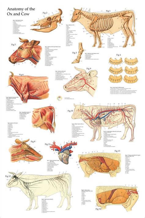 Oxcow Anatomy Poster 24 X 36 Large Animal Vet Animal Medicine