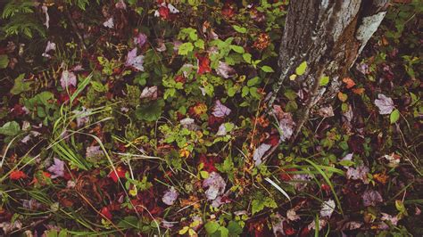 Forest3 Forest Floor Plants Photo