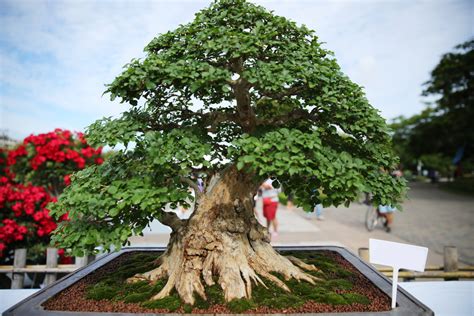 On this site, 'types of bonsai trees' means the different plant species used to create bonsai. 13 Types of Bonsai Trees (by Style and Shape Plus Pictures)