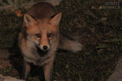 Are Foxes Nocturnal What They Do At Night Misfit Animals