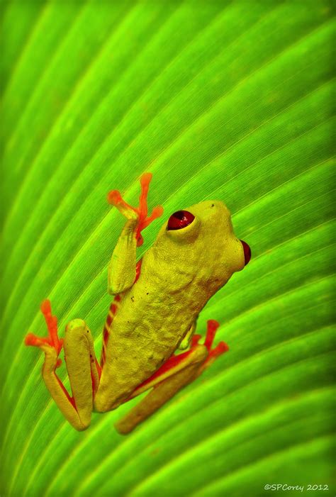 Red Eyed Tree Frog This Tree Frog Looked Just Like A Small Flickr