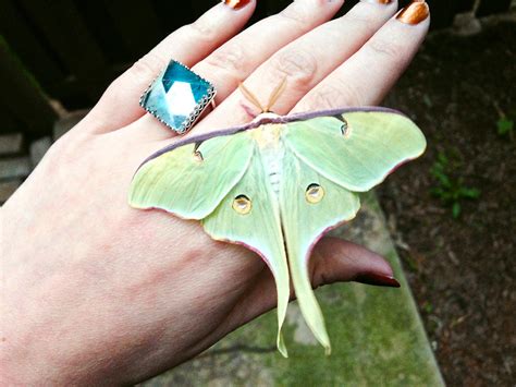 How To Raise And Release Luna Moths