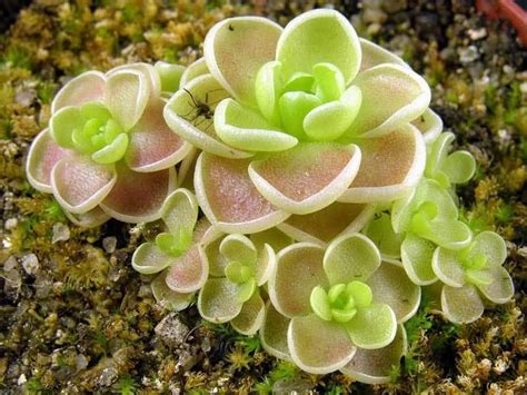 Insectivorous Plants That Are Useful For Your Garden Thegardengranny