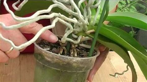 You can reuse the cactus mix after you pot into proper. Воздушные корни у орхидеи: что делать и можно ли их обрезать
