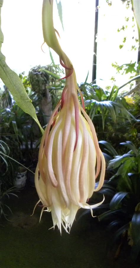 When does a barrel cactus bloom? Ramblings from Fink Family Farm: Night Blooming Cereus