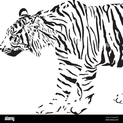 Tiger Illustration Vector Stock Photos And Tiger Illustration Vector