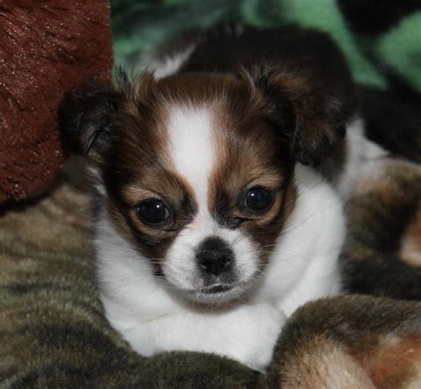 The shih tzu mix can have multiple purebred or mixed breed lineage. Chihuahua Shih Tzu Mix Puppy For Sale | PETSIDI