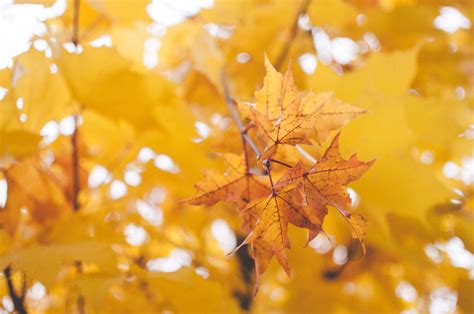 Free Images Autumn Colours Autumn Leaves Blur Branch Bright