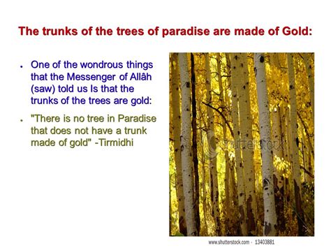 The Trees And Fruit Of Paradise The Trees Of Paradise Are Abundant And