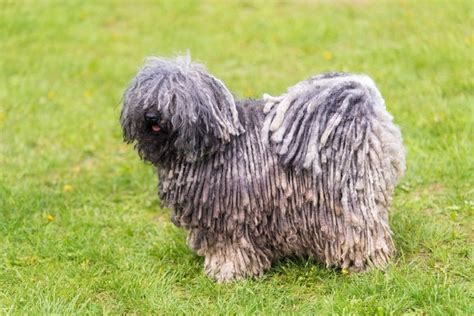 9 Hungarian Dog Breeds That Originated In Hungary With Pictures Pet