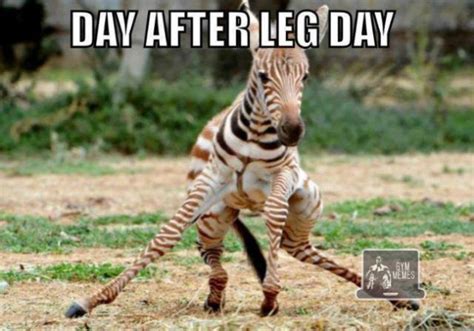 Muscle soreness is a side effect of the stress put on muscles when you exercise. Motherfukk leg day | Sports, Hip Hop & Piff - The Coli