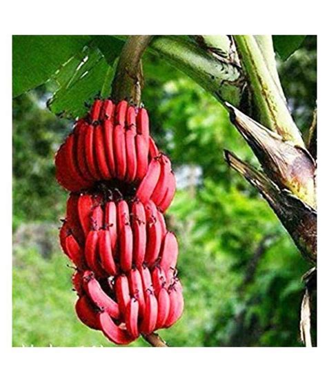 How To Grow Red Bananas