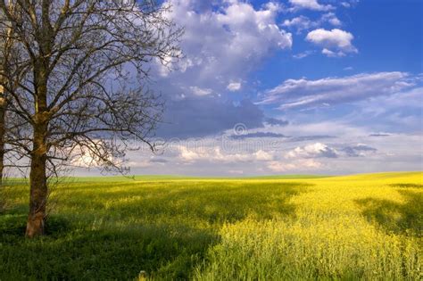 Beautiful Summer Natural Background With Yellow Dandelion Flowers In