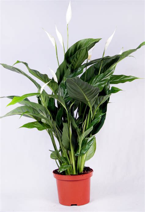 Dedeman Planta Interior Cu Flori Spathiphyllum Crinul Pacii H