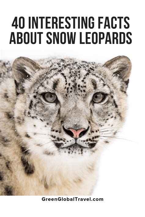 40 Interesting Facts About Snow Leopards Snow Leopard Facts Snow