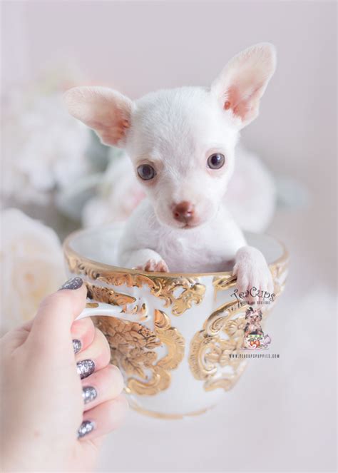 We offer amazing customer service and support to our customers. South Florida Chihuahuas | Teacups, Puppies & Boutique