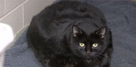 Volunteers Helping Morbidly Obese Cats Lose Weight