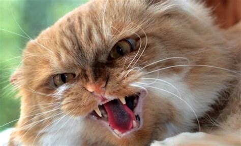 40 Scary And Funny Cat Pictures Tail And Fur