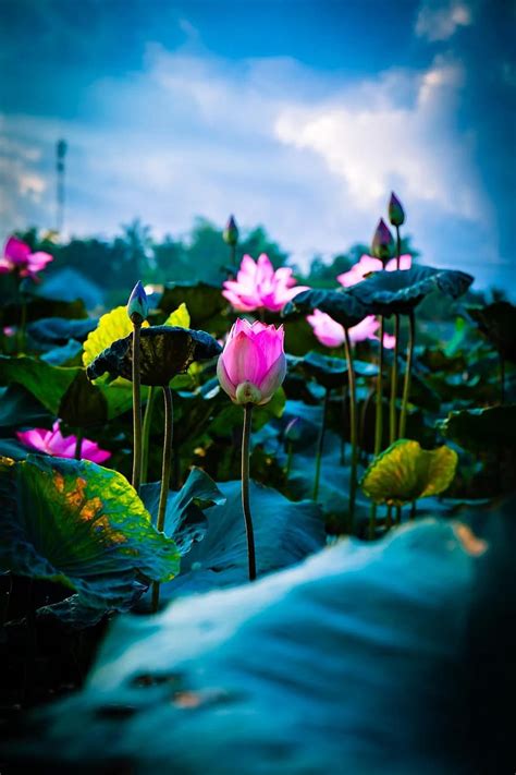 Lotus Sen Vietnam Pink Natural Flower Nature Summer Tree Pond
