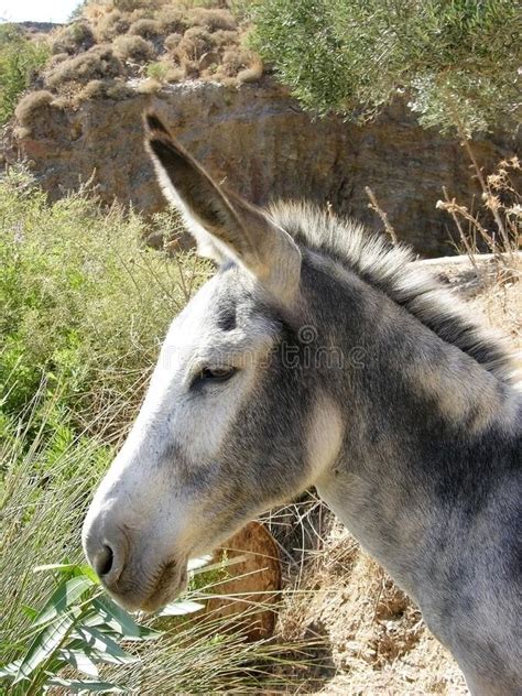 Portrait Animal Portrait Of A Donkey Equus Asinus Asinus Stock Image