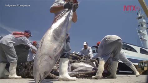 Inicia Temporada De Pesca De Atún En El Pacífico Youtube