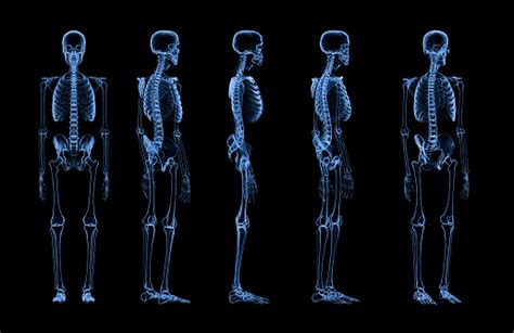 Set Of Human Skeleton Xray Stock Photo Download Image Now Istock