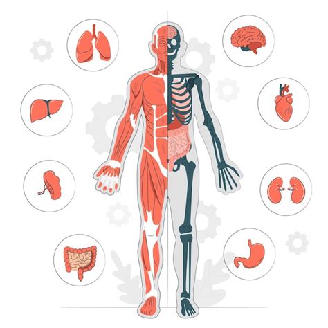 Anatomia Del Corpo Umano