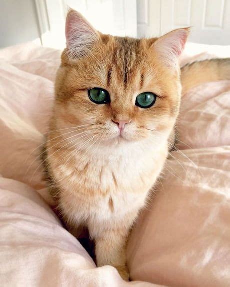 The Rare Green Eyes British Shorthair Cats Cute Cats Cats