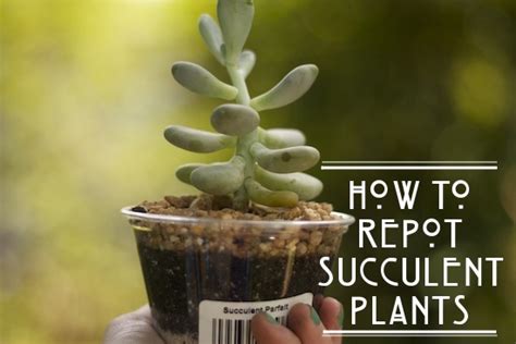 Diy Repotting Succulents