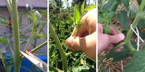 How To Prune Tomatoes A Simple Healthy Method To Improve Production