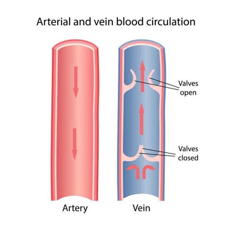 Artery Vs Vein Biology Dictionary