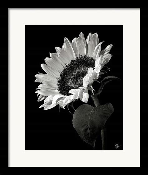 Design concept for fabric design, textile print, wrapping paper or web backgrounds. Black And White Flower Framed Prints, Black And White ...