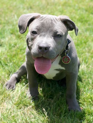 The american pit bull is strong, tenacious, determined and very intelligent. Absolutely Adorable American Pit Bull Terrier Puppies Photos | herinterest.com/
