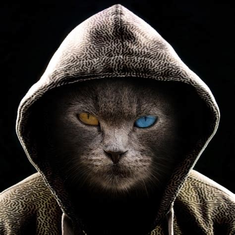 Cool Cat Forum Avatar Profile Photo Id 245088