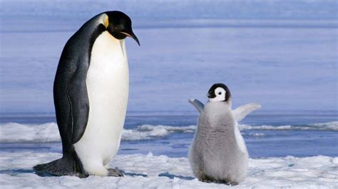 Penguin Parrent And Baby Penguin Wallpapers Hd Desktop