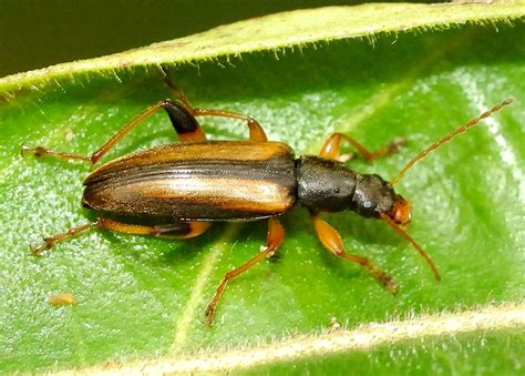 Striped Comb Clawed Beetle Aethyssius Sp Chromomoea Sp