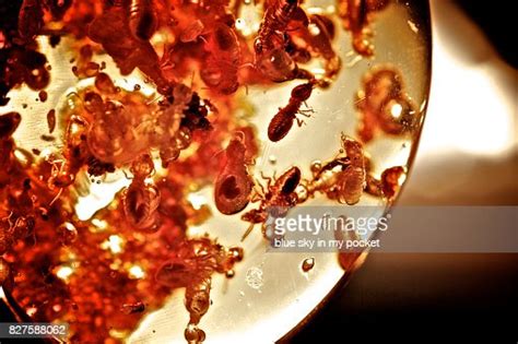 Insects Inside Amber High Res Stock Photo Getty Images