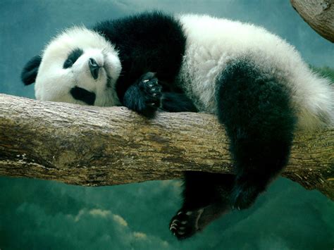 Hd Wallpapers And Top Quality Pictures Panda Beautiful Cool Hd Wallpaper